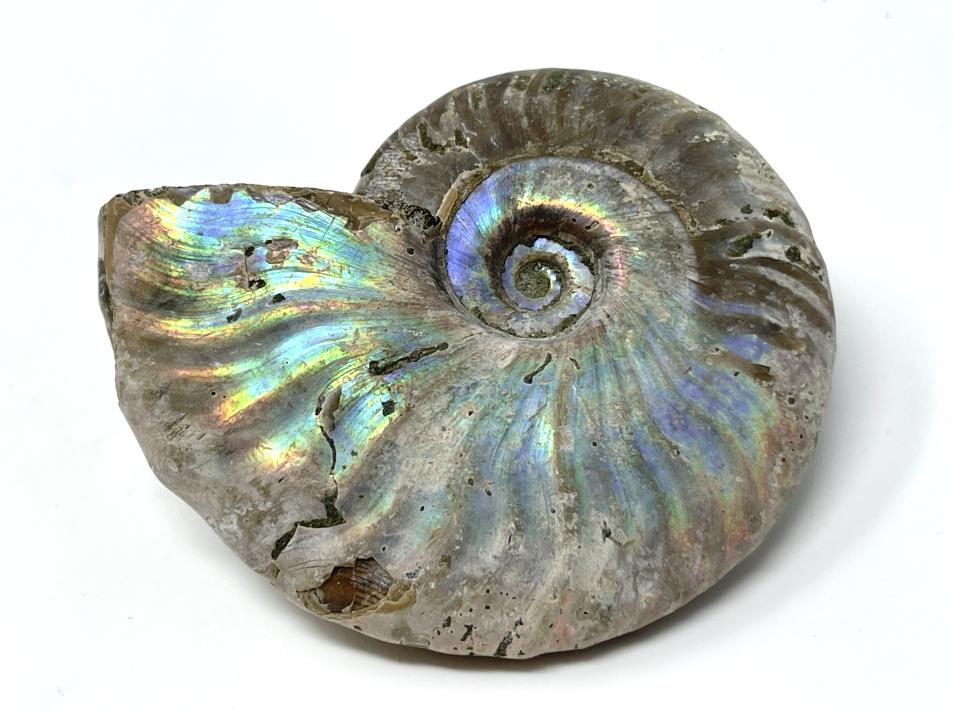 Ammonite Cleoniceras 7.8cm | Image 1