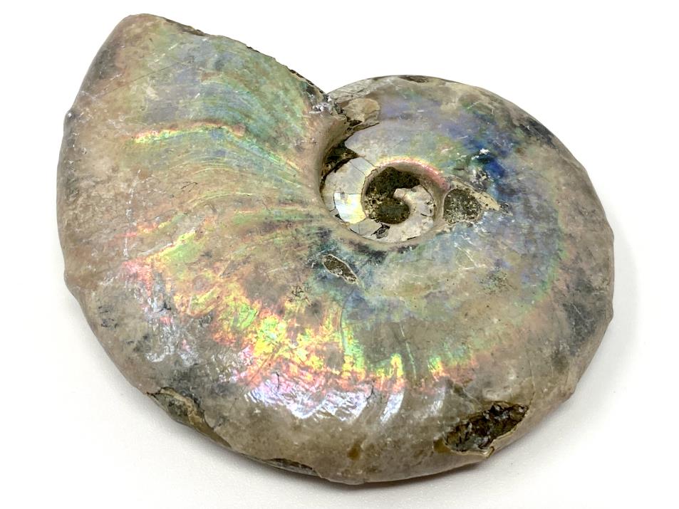 Ammonite Cleoniceras 6.3cm | Image 1