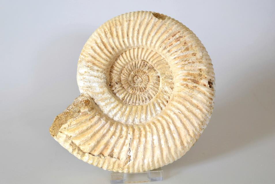 Ammonite Perisphinctes 14.2cm | Image 1