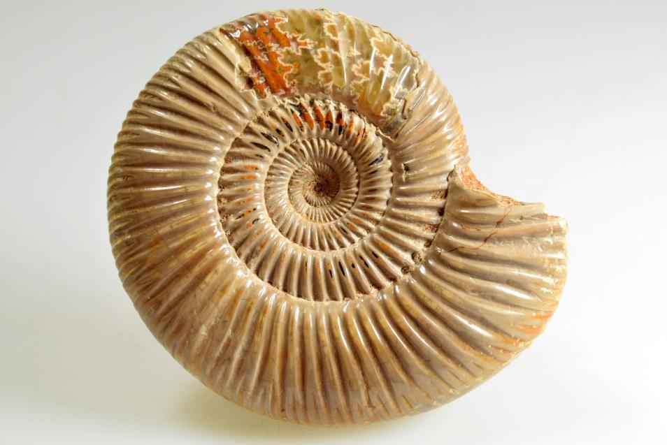 Ammonite Perisphinctes 9.2cm | Image 1