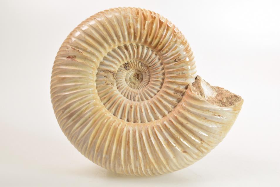 Ammonite Perisphinctes 8.4cm | Image 1