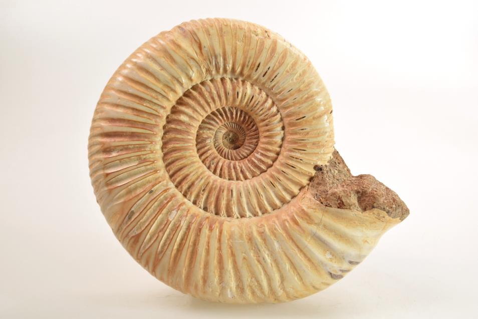 Ammonite Perisphinctes 10cm | Image 1