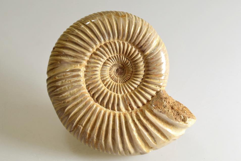 Ammonite Perisphinctes 8.5cm | Image 1