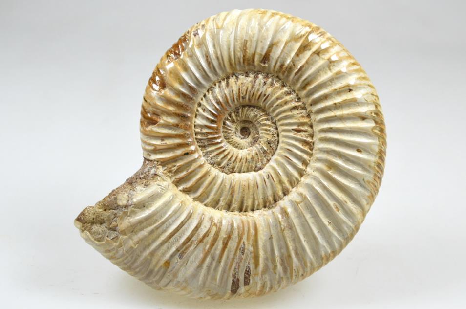 Ammonite Perisphinctes 9.6cm | Image 1