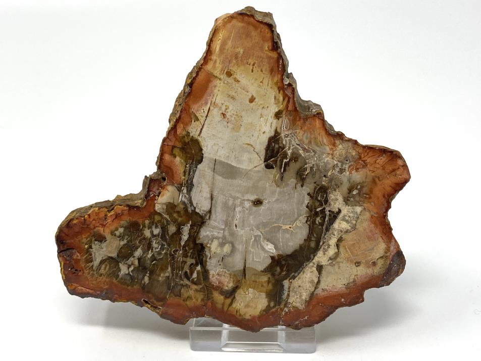 Fossilised Wood Slice 11cm | Image 1