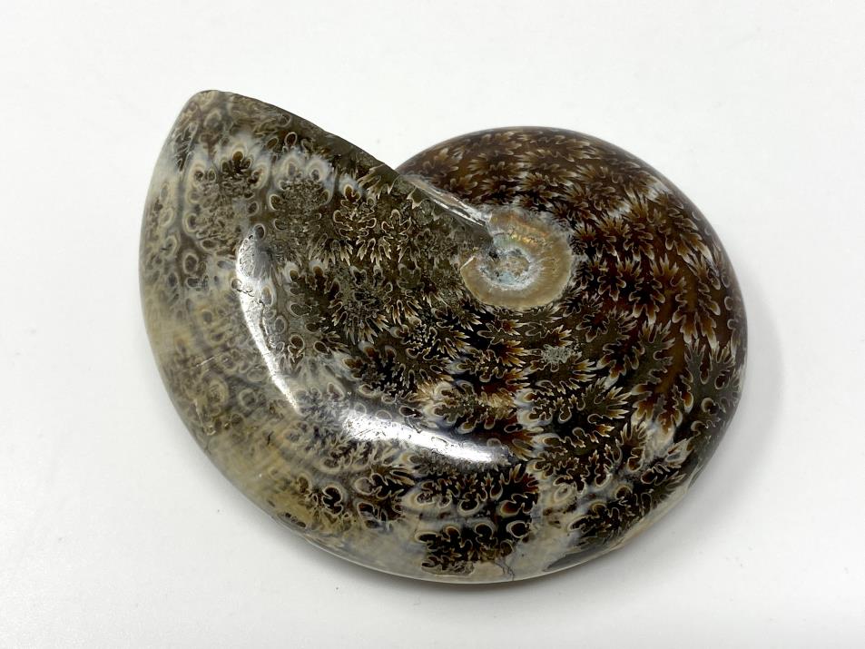 Ammonite Phylloceras 7.2cm | Image 1