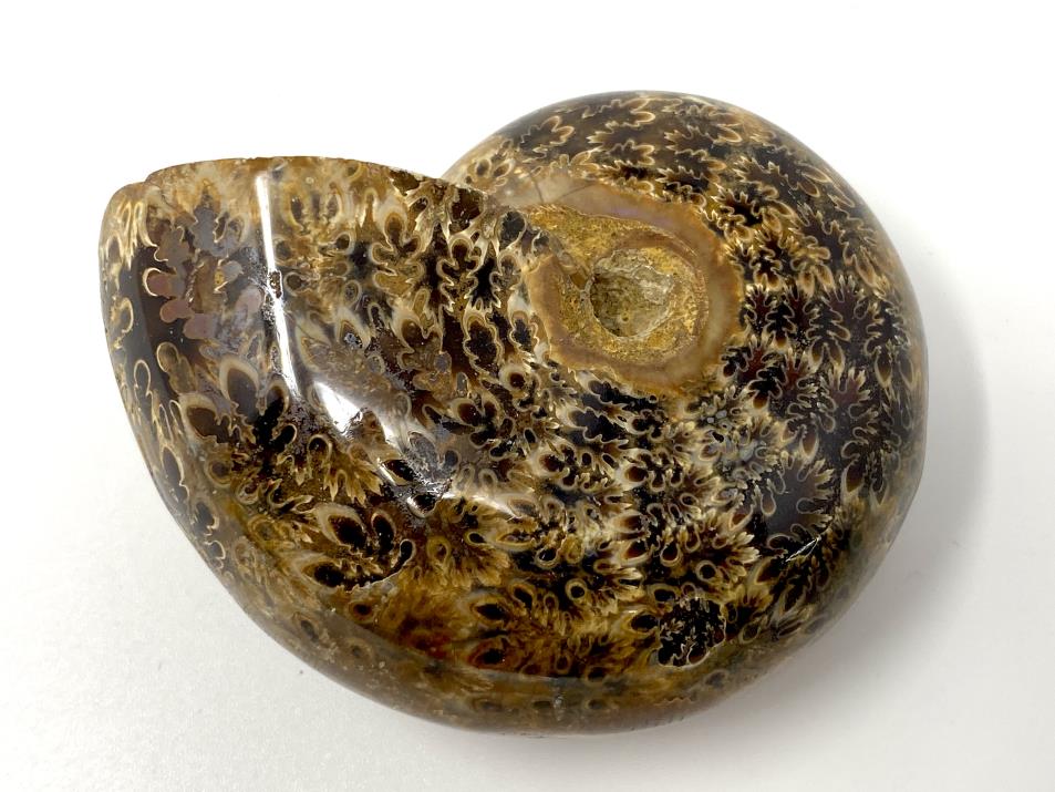 Ammonite Phylloceras 7.5cm | Image 1