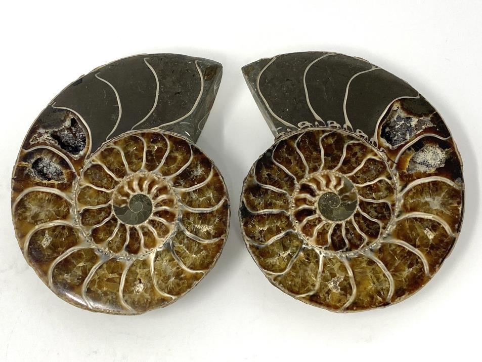 Ammonite Pair 8.6cm | Image 1