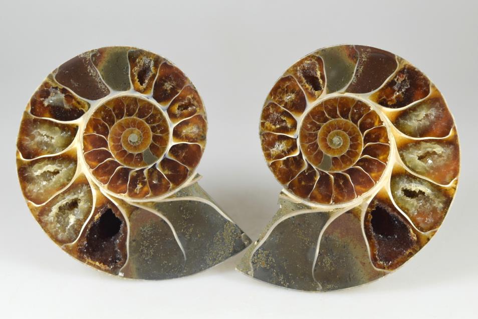 Ammonite Pair 8.1cm | Image 1