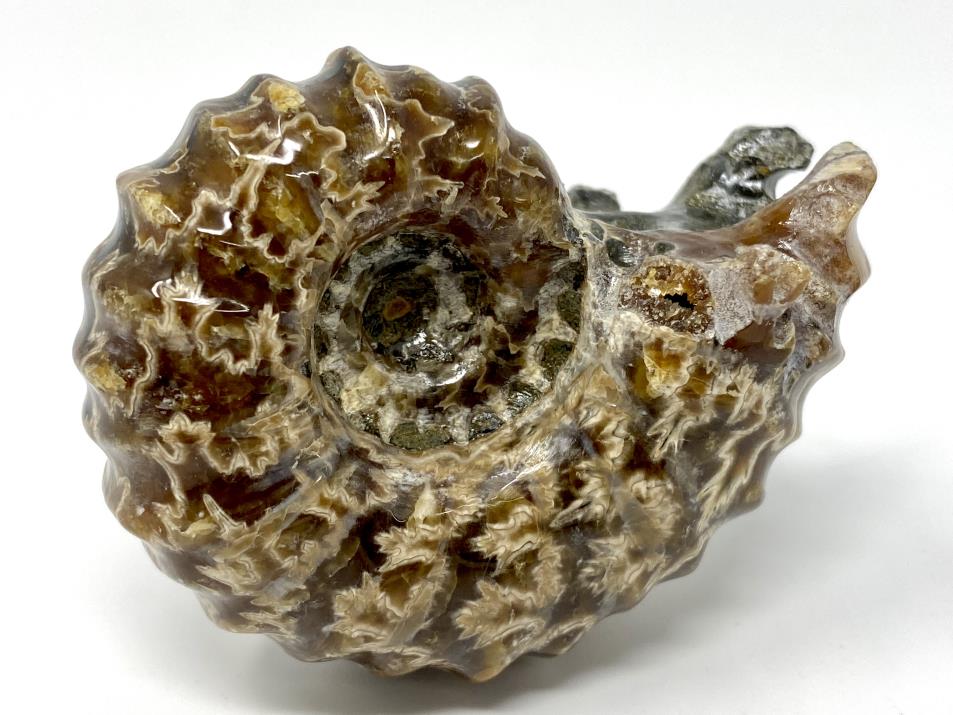 Ammonite Douvilleiceras 6.5cm | Image 1