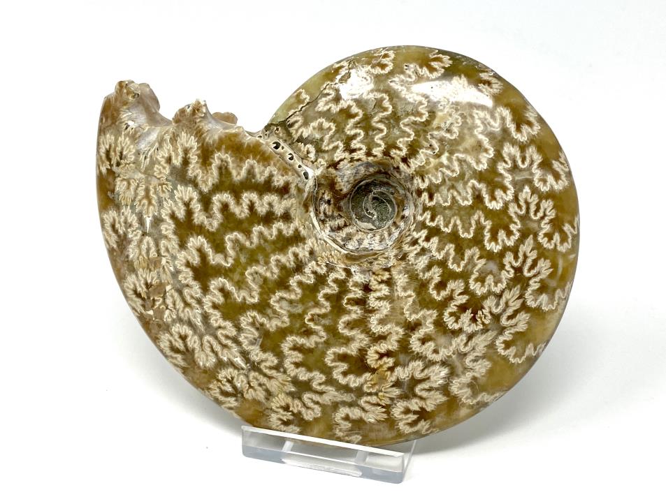 Ammonite Cleoniceras 12.5cm | Image 1