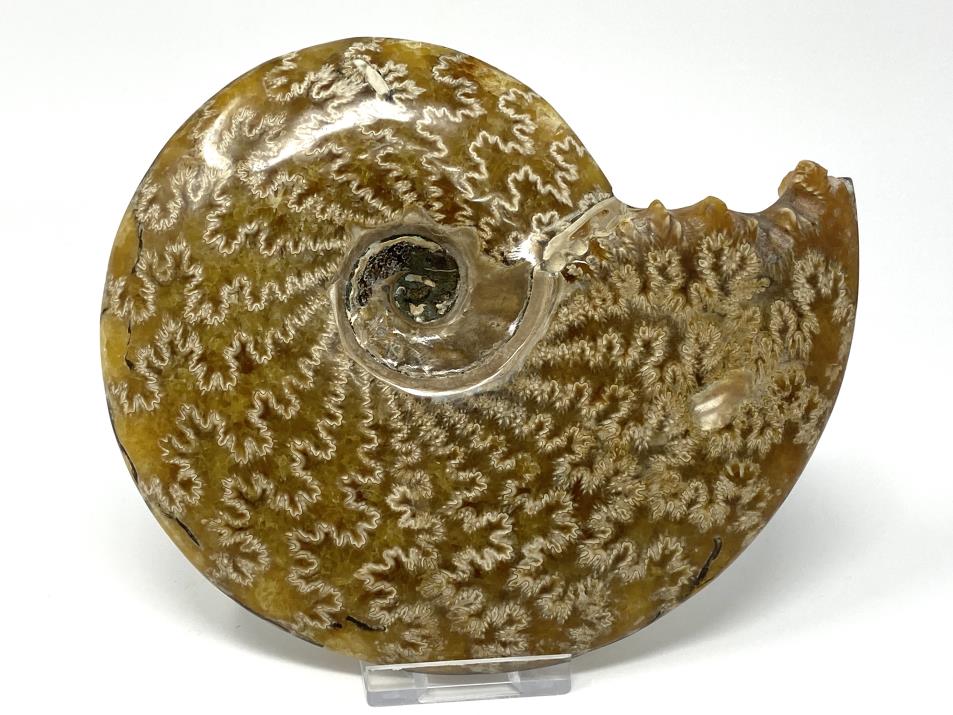 Ammonite Cleoniceras Large 16.5cm | Image 1