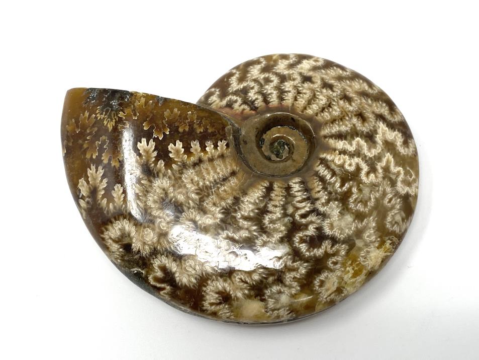 Ammonite Cleoniceras 7.9cm | Image 1