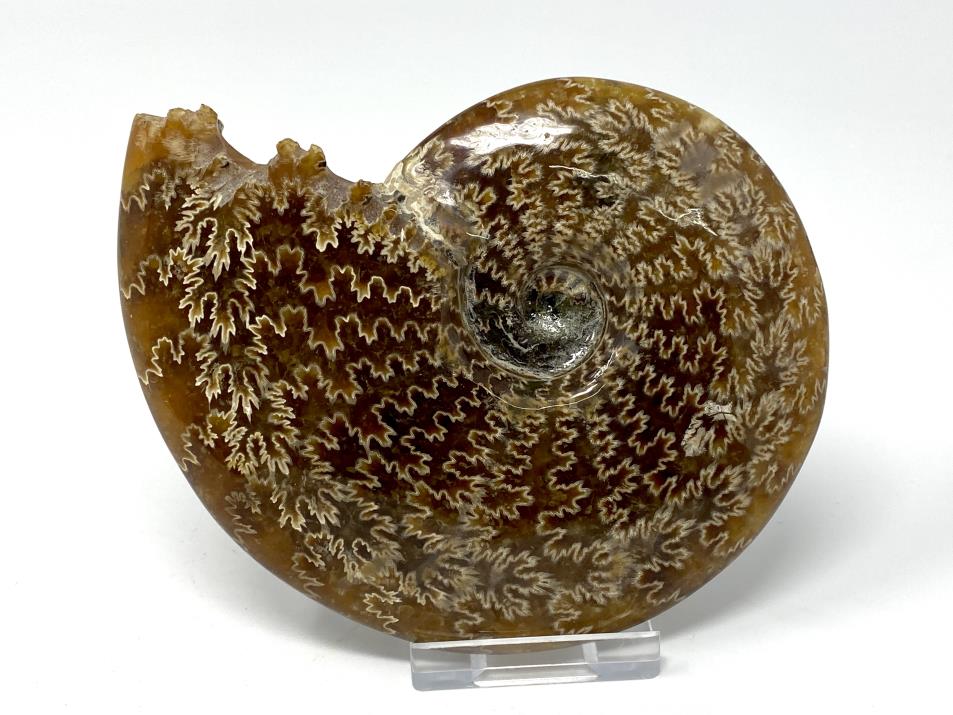 Ammonite Cleoniceras Large 12.2cm | Image 1