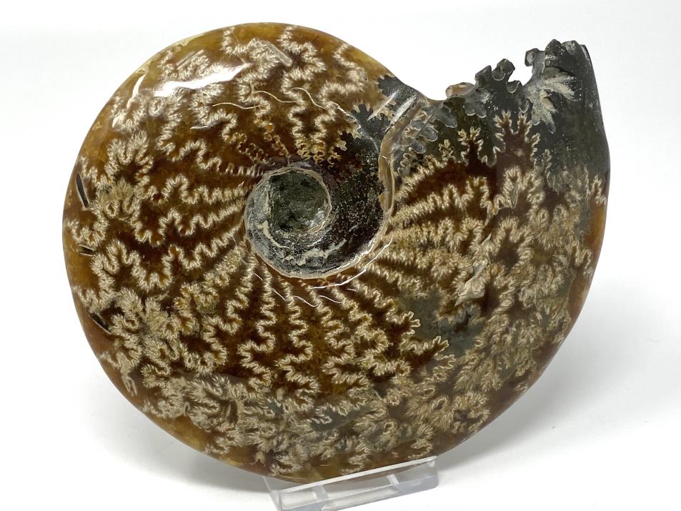 Ammonite Cleoniceras Large 14.3cm | Image 1
