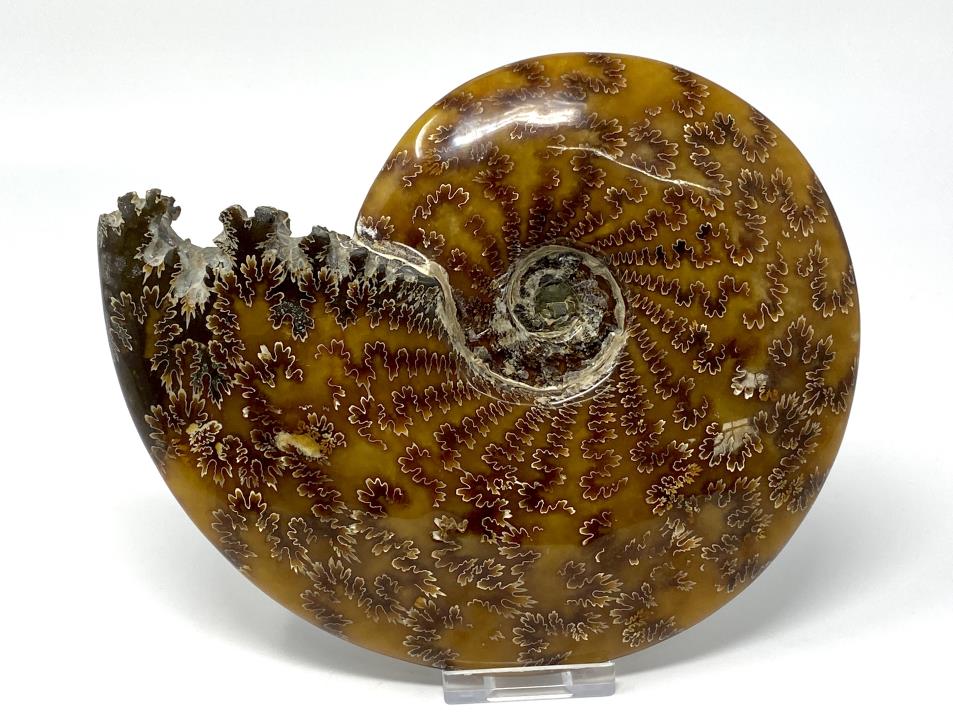 Ammonite Cleoniceras Large 18.5cm | Image 1