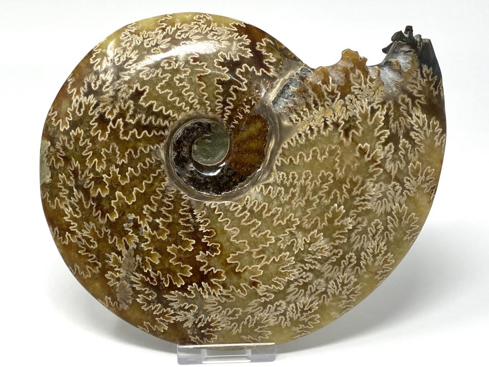 Ammonite Cleoniceras Large 18.2cm | Image 1