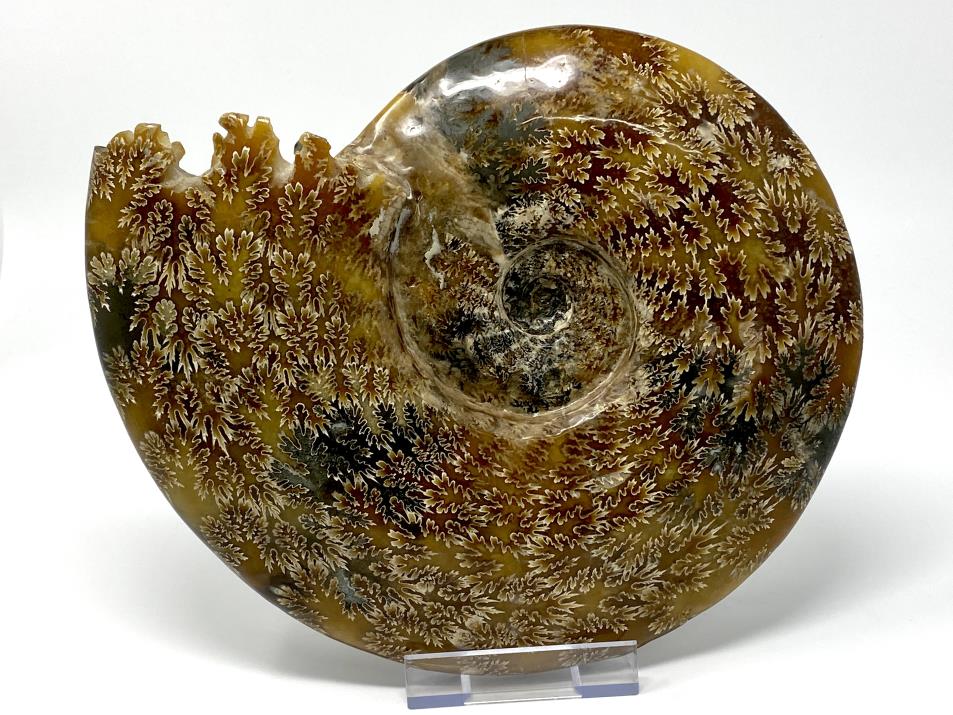 Ammonite Cleoniceras Large 25.2cm | Image 1