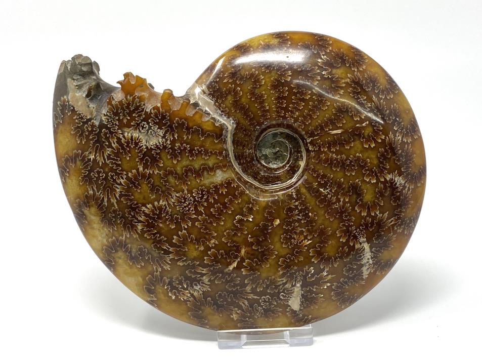 Ammonite Cleoniceras 16.6cm | Image 1