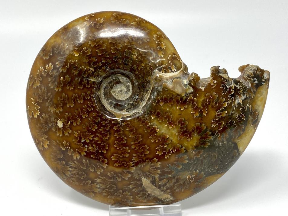 Ammonite Cleoniceras Large 14cm | Image 1