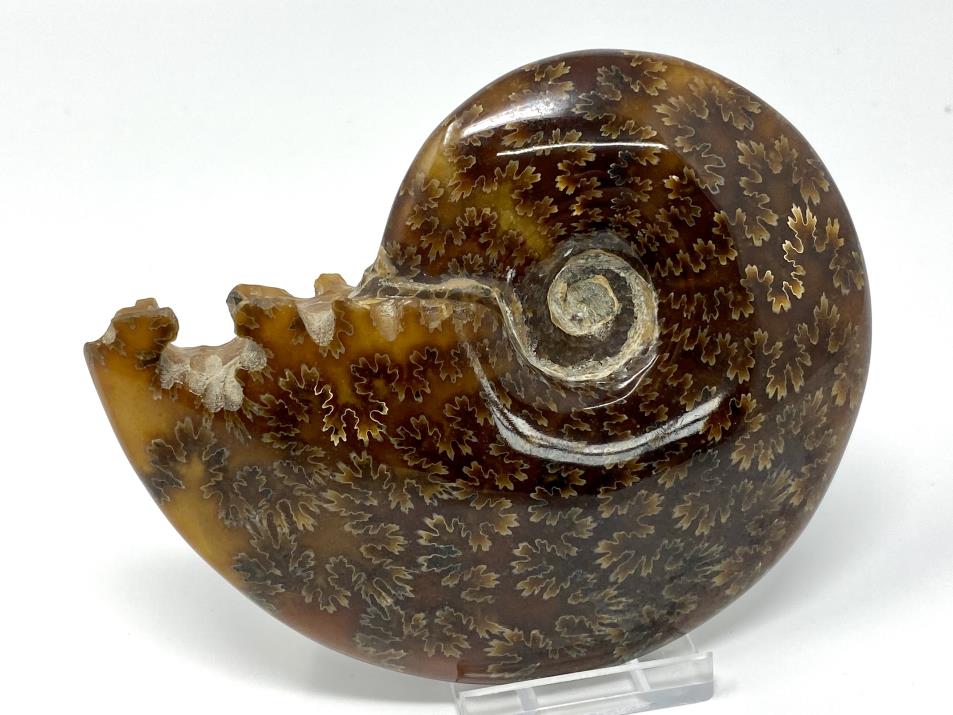 Ammonite Cleoniceras Large 12.2cm | Image 1