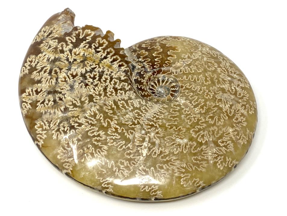 Ammonite Cleoniceras Large 12.8cm | Image 1