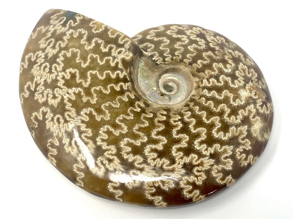 Ammonite Cleoniceras Large 13.6cm | Image 1