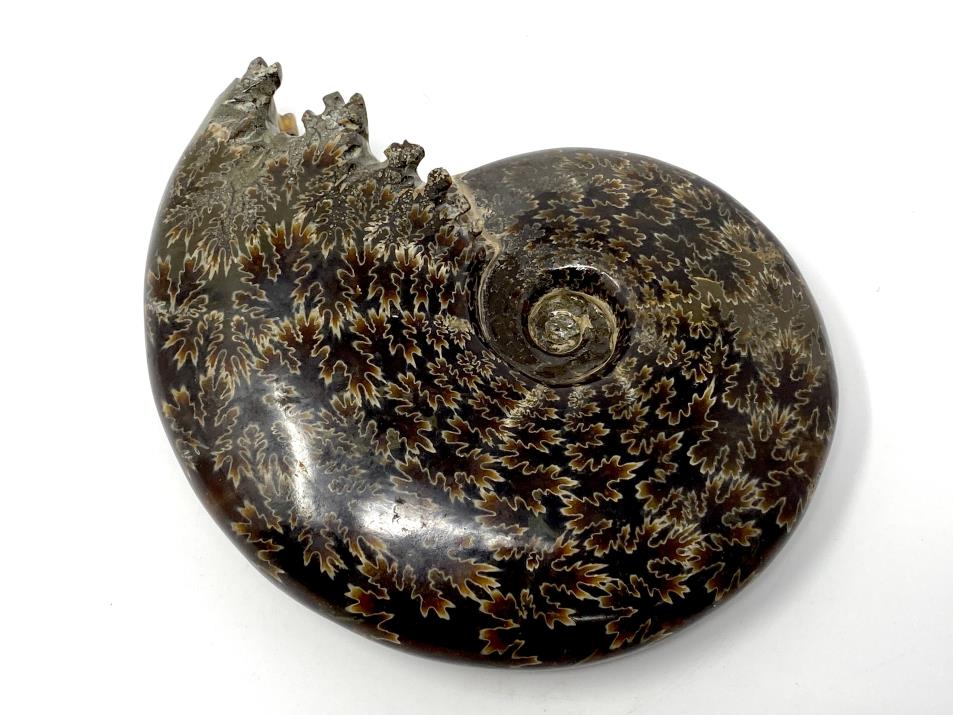 Ammonite Cleoniceras Large 16.5cm | Image 1