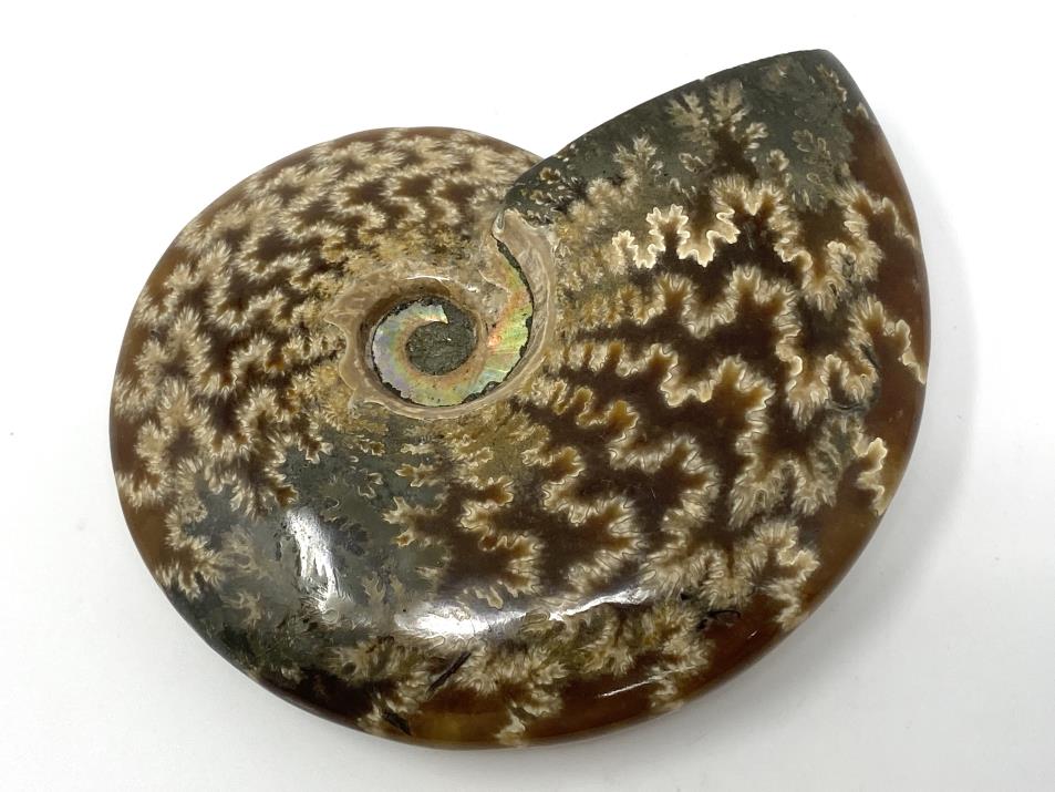 Ammonite Cleoniceras 10.2cm | Image 1