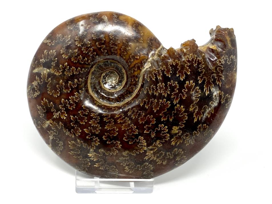 Ammonite Cleoniceras Large 11.5cm | Image 1