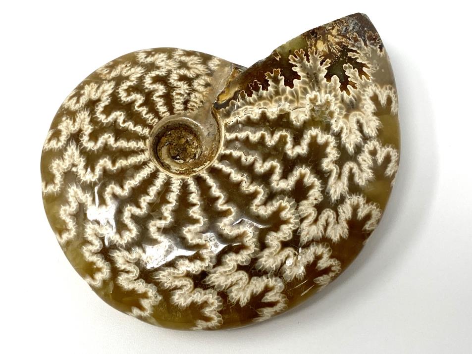 Ammonite Cleoniceras 7.4cm | Image 1