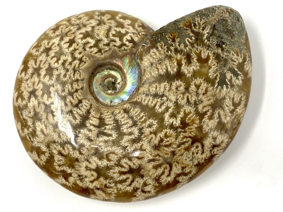 Ammonite Cleoniceras 10.4cm | Image 1