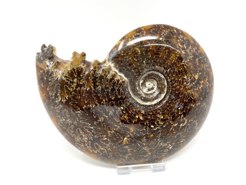 Ammonite Cleoniceras Large 14.5cm | Image 1