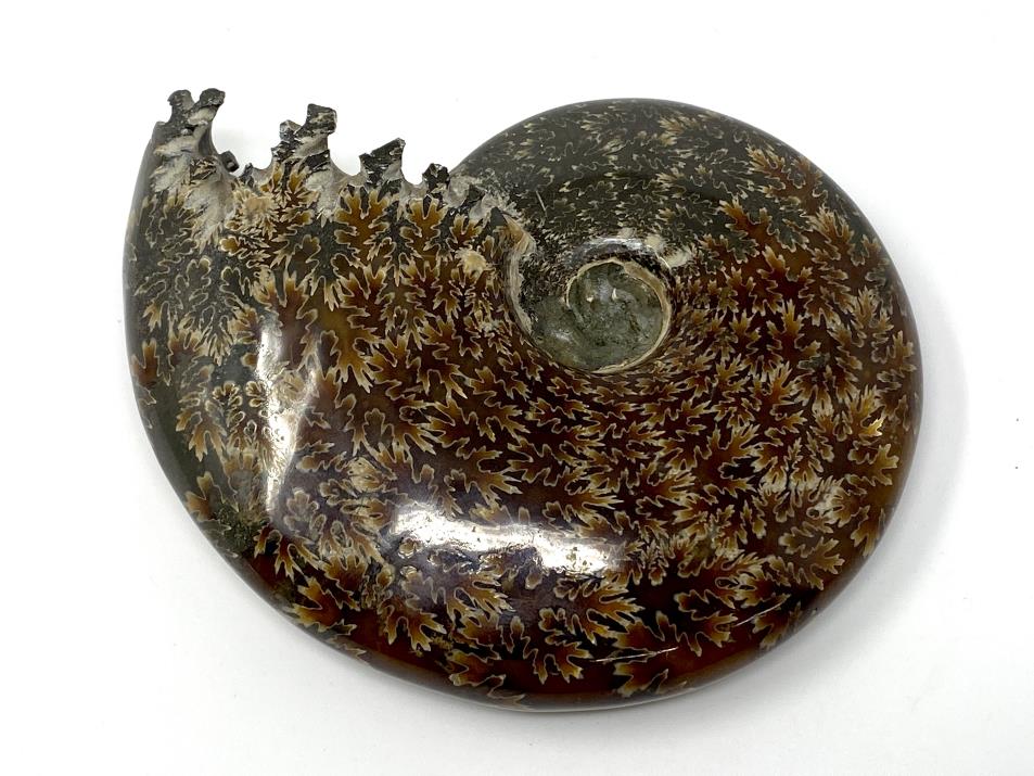 Ammonite Cleoniceras 13.5cm | Image 1