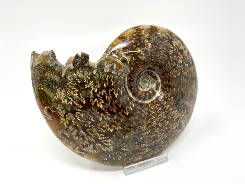 Ammonite Cleoniceras Large 14.5cm | Image 1
