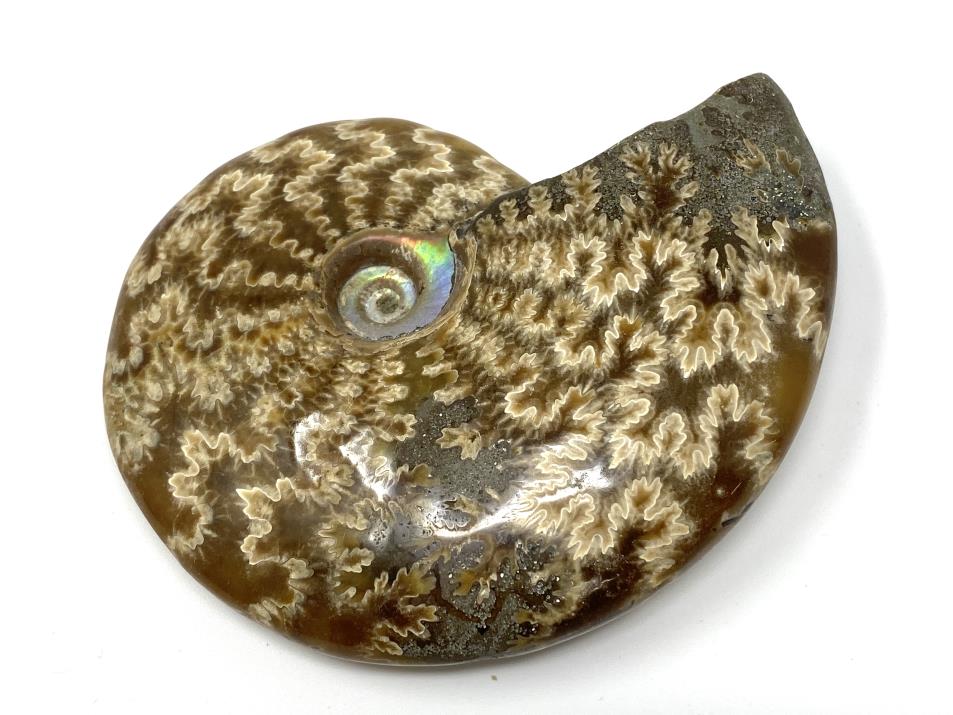 Ammonite Cleoniceras 9.3cm | Image 1