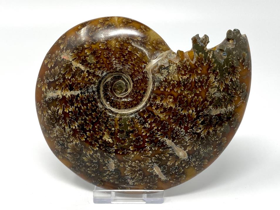 Ammonite Cleoniceras 12.8cm | Image 1