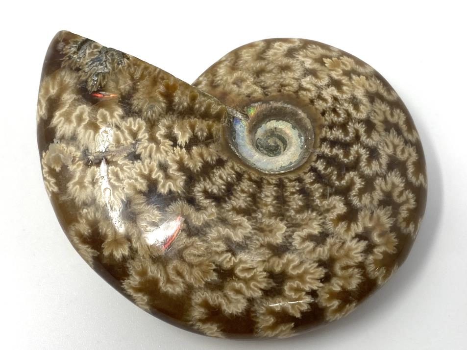 Ammonite Cleoniceras 6.8cm | Image 1