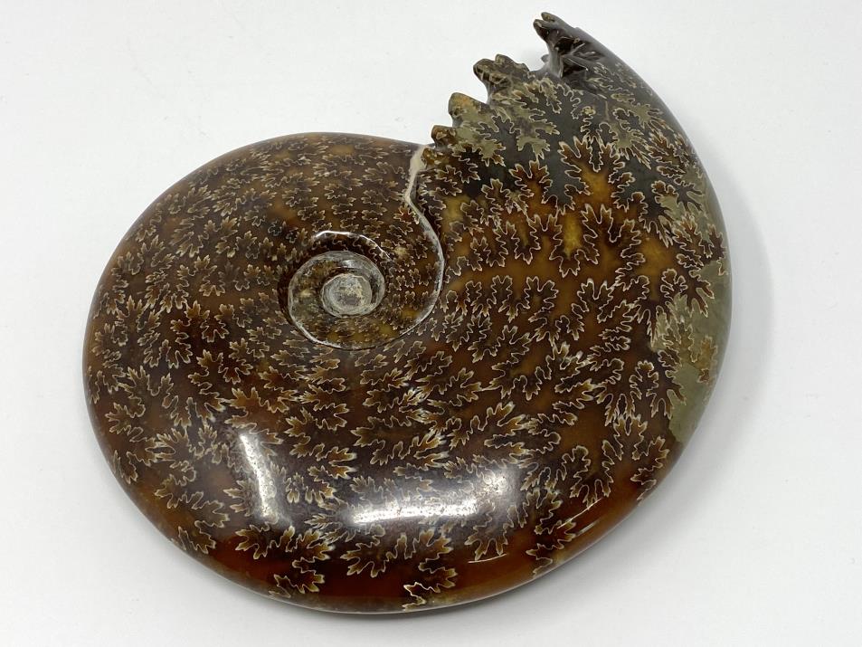 Ammonite Cleoniceras Large 18cm | Image 1