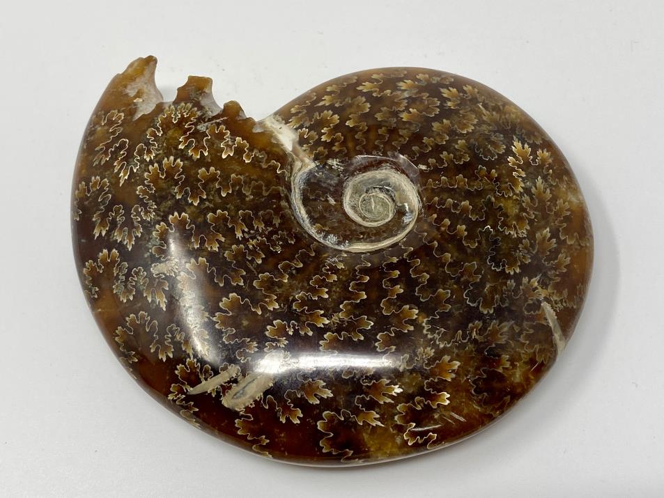 Ammonite Cleoniceras 11.4cm | Image 1