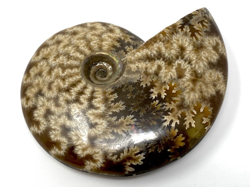 Ammonite Cleoniceras 7.1cm | Image 1