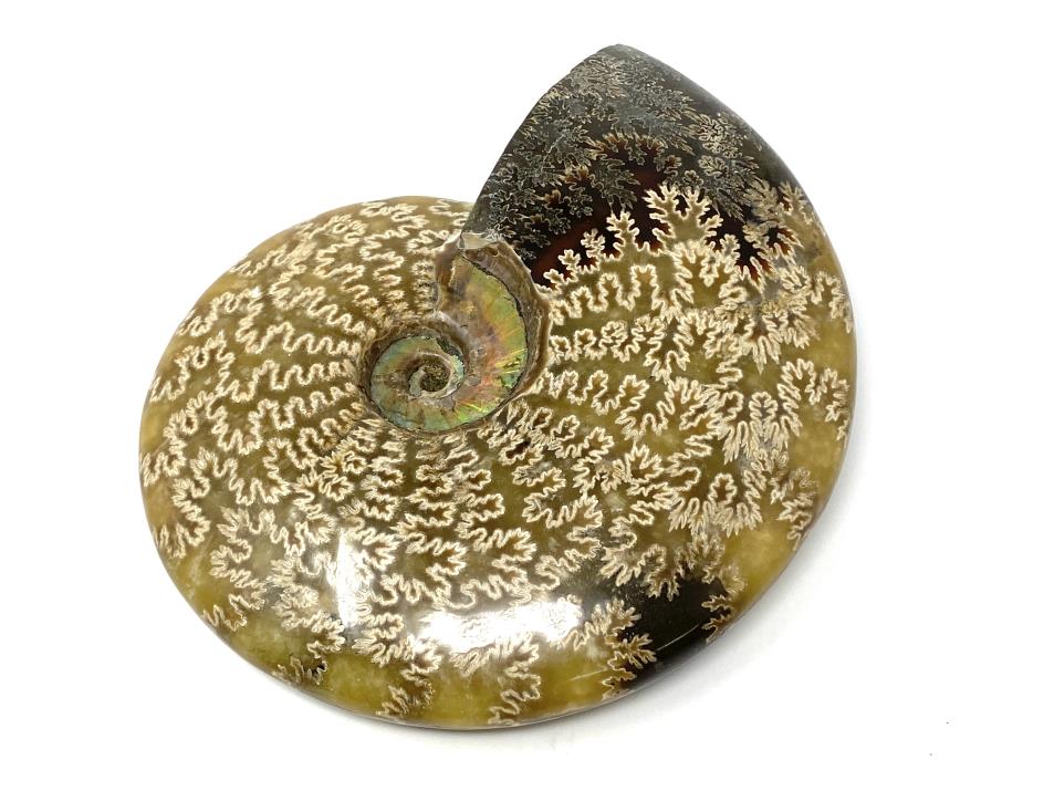 Ammonite Cleoniceras 18cm | Image 1