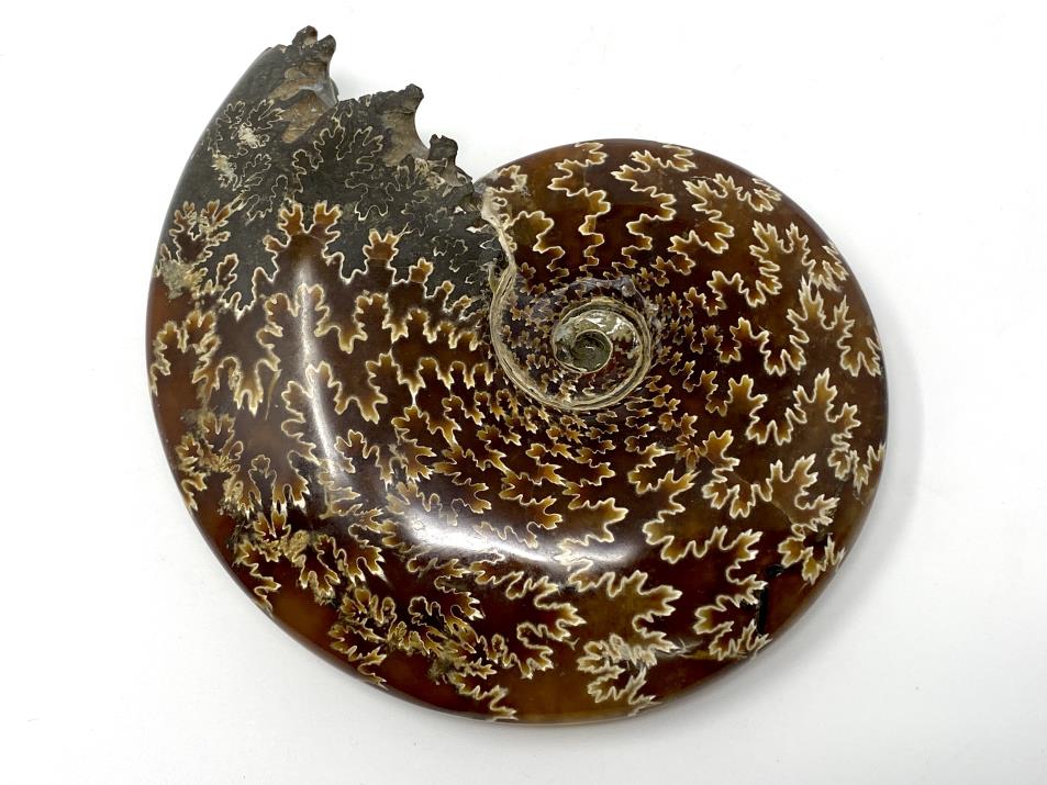 Cleoniceras Ammonite 12cm | Image 1