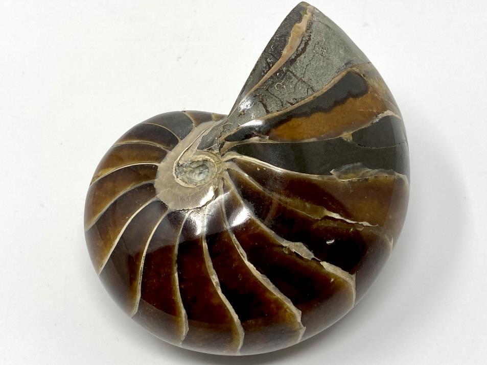Nautilus Large 11cm | Image 1