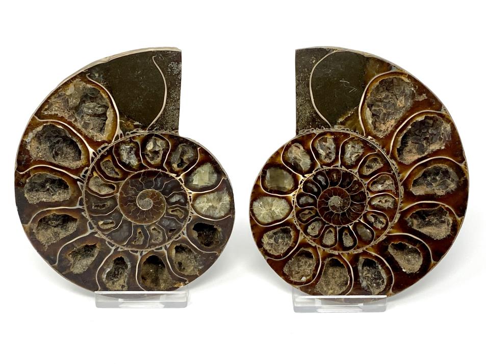 Ammonite Pair 11.5cm | Image 1