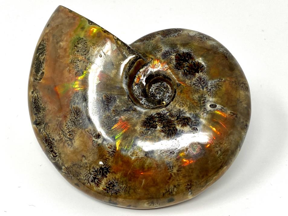 Ammonite Red Iridescent Large 12.5cm | Image 1