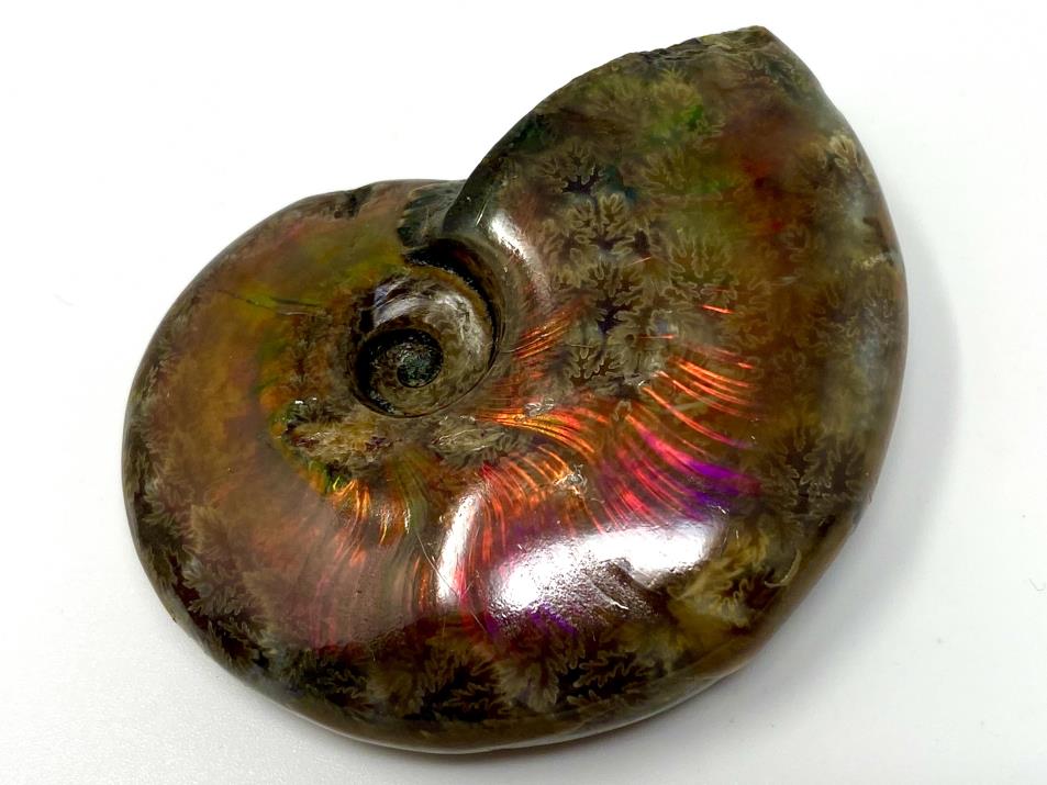 Ammonite Red Iridescent 5.8cm | Image 1