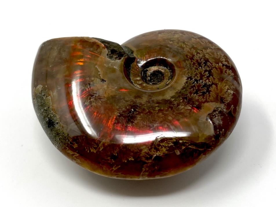 Ammonite Red Iridescent 4.9cm | Image 1