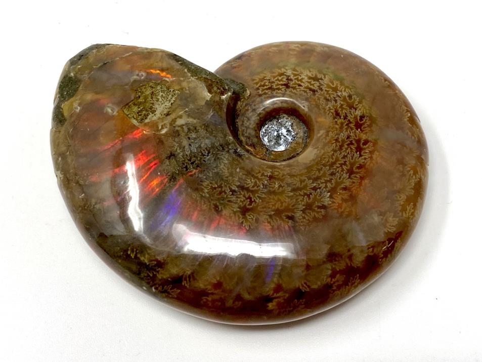 Ammonite Red Iridescent 6.1cm | Image 1