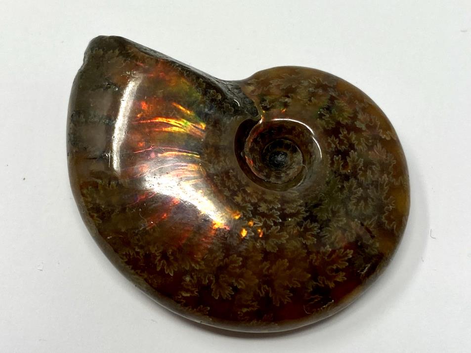 Ammonite Red Iridescent 4.3cm  | Image 1